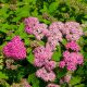 Anthony gyöngyvesszője - Spiraea japonica 'Anthony Waterer' - Konténeres