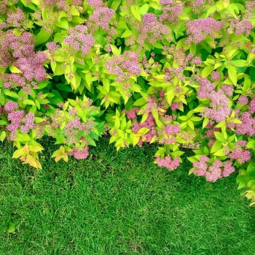 Aranyos törpe gyöngyvessző - Spiraea japonica 