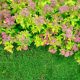 Aranyos törpe gyöngyvessző - Spiraea japonica 