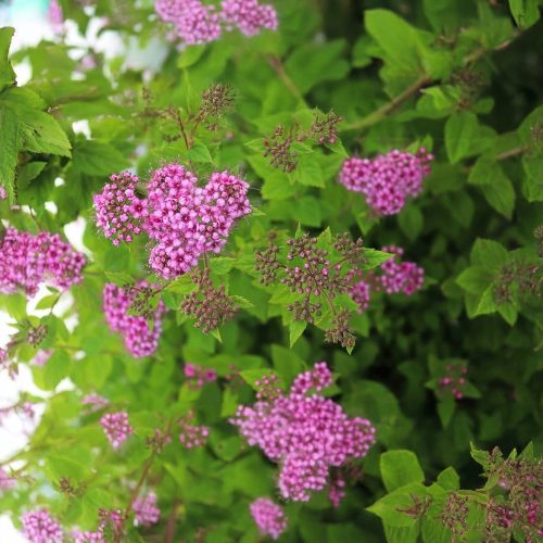 Rózsás törpe gyöngyvessző - Spiraea japonica 'Little Princess' (3db/csomag) - Konténeres