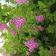 Rózsás törpe gyöngyvessző - Spiraea japonica 'Little Princess' (3db/csomag) - Konténeres