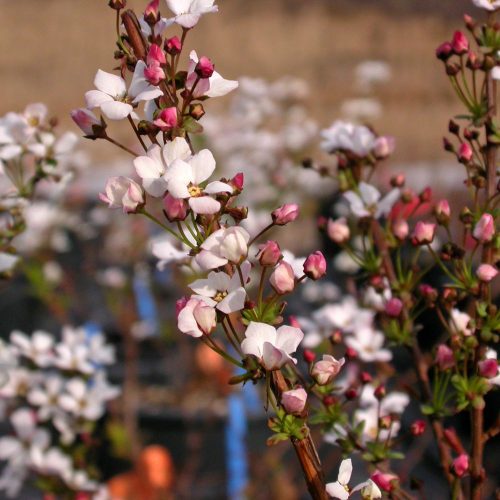 Fujino Pink nagyvirágú japán gyöngyvessző - Spirea thunbergii 'Fujino Pink' - Konténeres