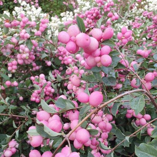 Symphoricarpos doorenbosii 'Magic Berry'