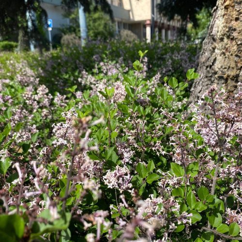 Lilavirágú törpeorgona - Syringa meyeri 'Palibin' - Konténeres