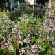 Lilavirágú törpeorgona - Syringa meyeri 'Palibin' - Konténeres