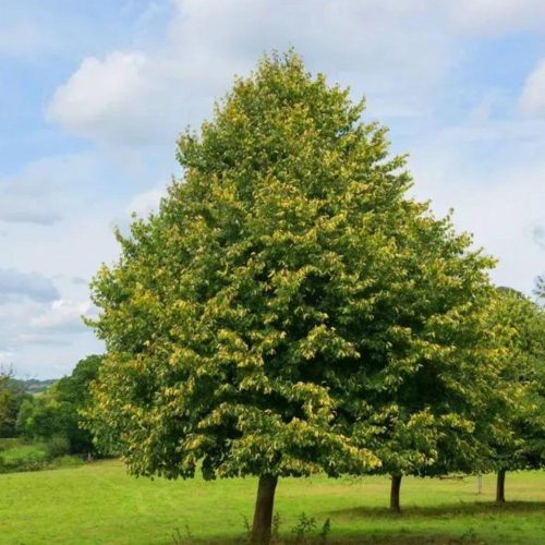 Kislevelű hárs - Tilia cordata ’Greenspire’-Konténeres