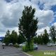 Oszlopos szil - Ulmus hollandica 'Lobel' - Konténeres