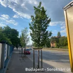 Oszlopos szil - Ulmus hollandica 'Lobel' - Konténeres