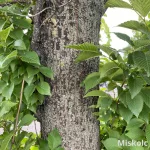 Oszlopos szil - Ulmus hollandica 'Lobel' - Konténeres