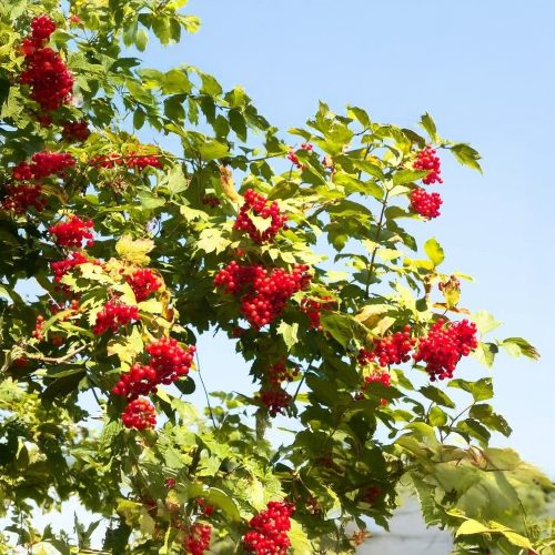 Kányabangita - Viburnum opulus - Konténeres