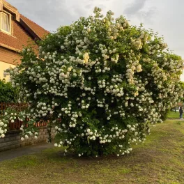   Labdarózsa - Viburnum opulus 'Roseum' - Konténeres