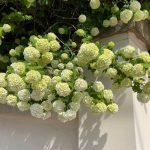 Labdarózsa - Viburnum opulus 'Roseum' - Konténeres
