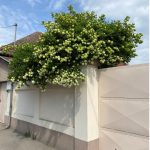 Labdarózsa - Viburnum opulus 'Roseum' - Konténeres