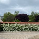 Labdarózsa - Viburnum opulus 'Roseum' - Konténeres