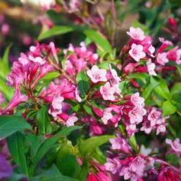   Bordó törpe rózsalonc - Weigela florida 'Nana Purpurea' - Konténeres