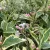 Tarkabarka rózsalonc - Weigela florida 'Variegata' - Konténeres
