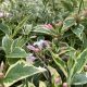 Tarkabarka rózsalonc - Weigela florida 'Variegata' - Konténeres