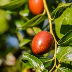 Lang kínai datolya - Ziziphus jujuba 'Lang' - Konténeres