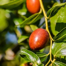   Lang kínai datolya - Ziziphus jujuba 'Lang' - Konténeres