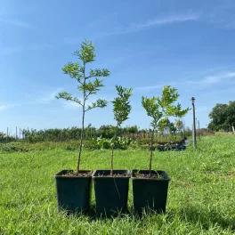   'Lí' kínai datolya - Ziziphus jujuba 'Li' - Konténeres