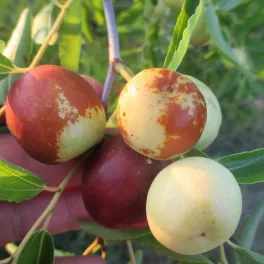   Dong tövismentes jujuba - Ziziphus jujuba 'Dongi' - Szabadgyökeres