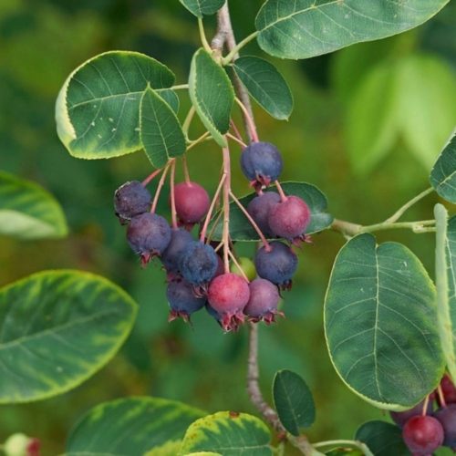 Smokey fanyarka - Amelanchier alnifolia ’Smokey’ - Konténeres