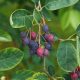 Smokey fanyarka - Amelanchier alnifolia ’Smokey’ - Konténeres