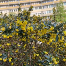 Kompakt habitusú Jytte fehéres borbolya fényes sötétzöld, fonákukon ezüstfehér levelekkel és sárga tavaszi virágokkal Fehéres borbolya 'Jytte' (Berberis candidula)