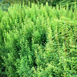   Berberis thunbergii 'Erecta' - Oszlopos zöld borbolya