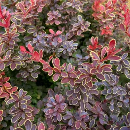   Berberis thunbergii 'Golden Ring' - Aranygyűrűs borbolya