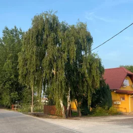 Közönséges nyír - Betula pendula - szabadgyökeres