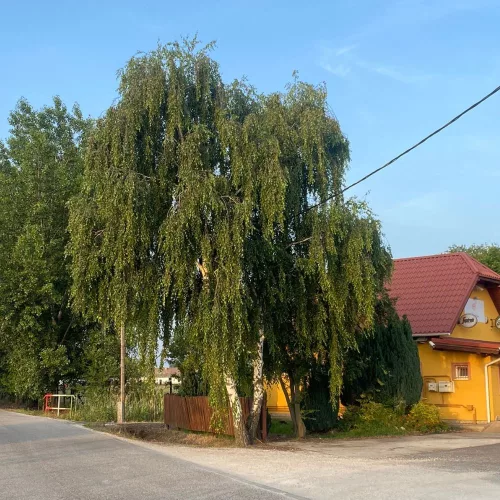 Közönséges nyír - Betula pendula - szabadgyökeres