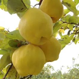 Mezőtúri birs - Szabadgyökeres, BA29 alanyon