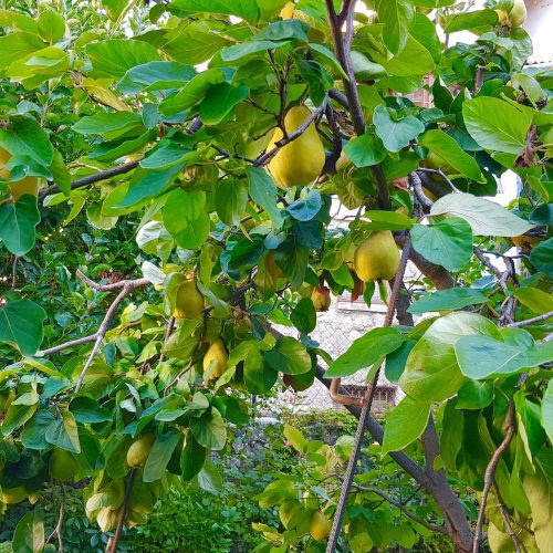 Bereczki bőtermő birs - Szabadgyökeres, BA29 alanyon