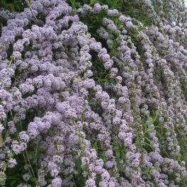   Buddleja alternifolia - Vízesés nyári orgona - Konténeres