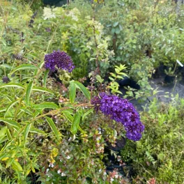   Buddleja davidii 'Black Knight' - Sötét lovg nyáriórgona - Konténeres