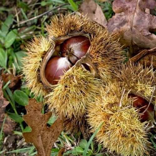 Bouche de Betizac szelídgesztenye - Konténeres