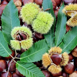   ’Precoce Migoule’ szelídgesztenye - Castanea sativa x crenata ’Precoce Migoule’ 