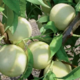 Ice peach jégbarack - Konténeres