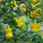 Sárga borsófa - Caragana arborescens - szabadgyökeres