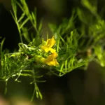 Szeldelt levelű csüngő borsófa - Caragana arborescens 'Walker' - Szabadgyökeres
