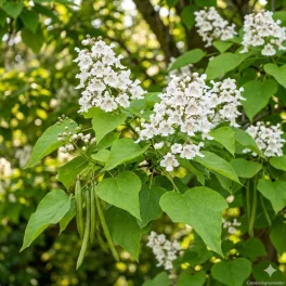 Hatalmas szív alakú zöld levelekkel és fehér, tölcséres virágbugákkal díszítő szivarfa, valamint konténeres csemete Szivarfa (Catalpa bignonioides)