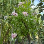 Taskenti trombitafa - Chitalpa x tashkentensis - Szabadgyökeres