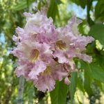 Taskenti trombitafa - Chitalpa x tashkentensis - Szabadgyökeres