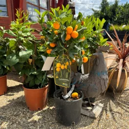 Dús, fényes sötétzöld levelű kalamondin bokor illatos fehér virágokkal és ragyogó narancssárga, érett kisméretű mandarinokkal Kalamondin törpemandarin (Citrus x microcarpa)