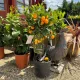 Dús, fényes sötétzöld levelű kalamondin bokor illatos fehér virágokkal és ragyogó narancssárga, érett kisméretű mandarinokkal Kalamondin törpemandarin (Citrus x microcarpa)