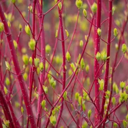 Hóborította kerti környezetben és téli napsütésben világító, intenzív korallvörös vesszőjű Sibirica fehér som bokor Fehér som 'Sibirica' (Cornus alba 'Sibirica')