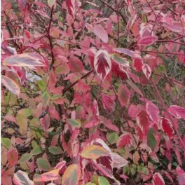   Cornus sericea 'Hedgerows Gold' - Sárga-tarka selymes som - Konténeres