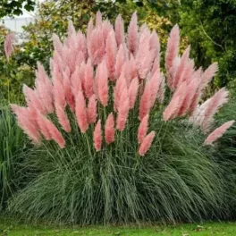   Cortaderia selloana 'Pink Feather' - Rózsaszín virágú pampafű