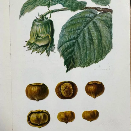 Coryllus avellana 'Római' - Római mogyoró bokor